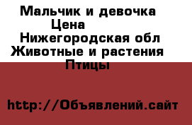 Мальчик и девочка › Цена ­ 1 300 - Нижегородская обл. Животные и растения » Птицы   